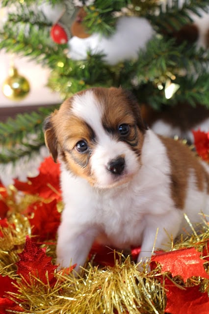 クリスマスツリーの前で遊ぶかわいい子犬の画像.