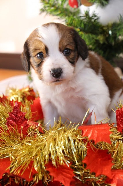 クリスマス飾りと子犬のかわいい写真.