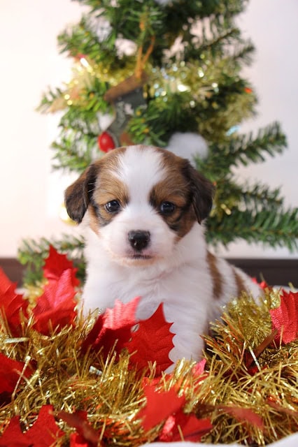 クリスマスツリーの前で座るかわいい子犬の写真.