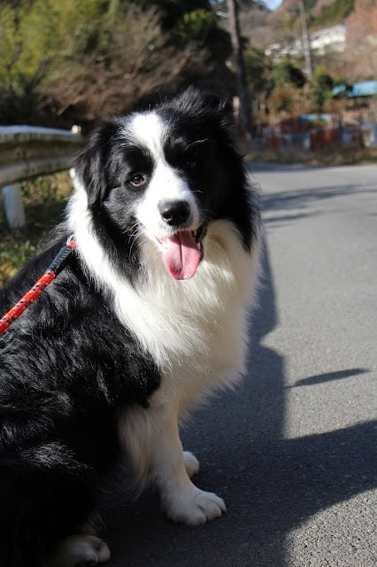 愛犬が笑顔で道路に座っている様子.