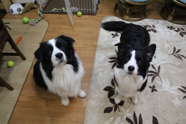 犬たちのかわいいお座り姿.