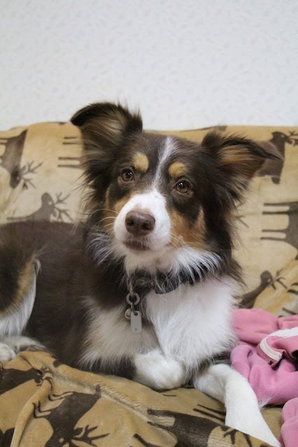 犬のアップ写真、リラックスした表情とふわふわの毛並み.