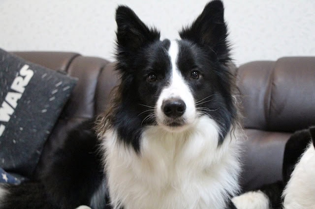 愛らしい黒白の犬のアップ写真.