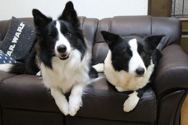 家族と一緒にくつろぐボーダーコリーの犬たちの写真です。.