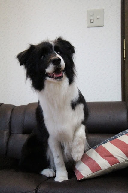 犬がソファに座っている様子を写した画像.