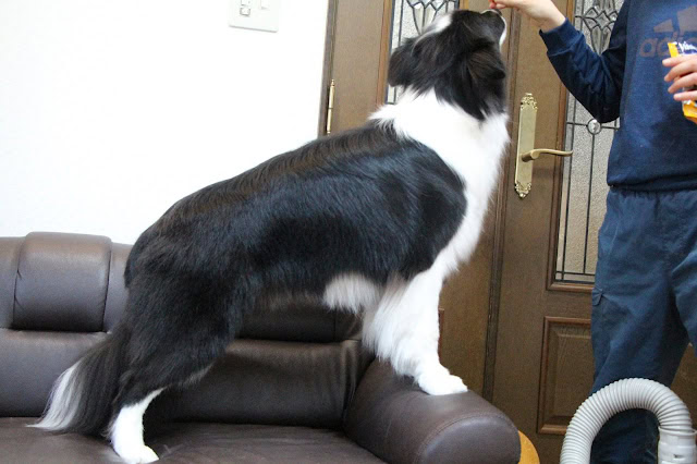 コーギー犬がソファに立ち上がり、飼い主と遊ぶ様子.