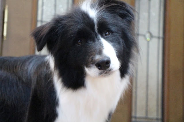 愛犬の黒白の犬が室内でカメラを見つめている様子.