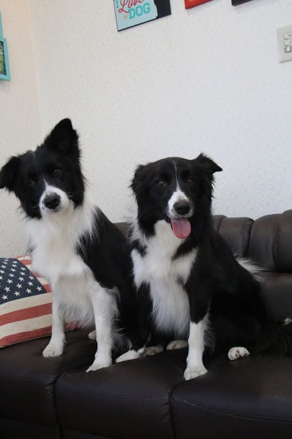 犬のかわいい姿とリラックスした雰囲気が伝わります。.