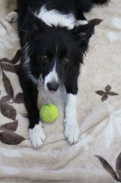 犬とテニスボールのアップ写真.