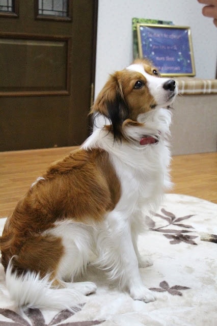 愛犬がリビングで座っている様子。.