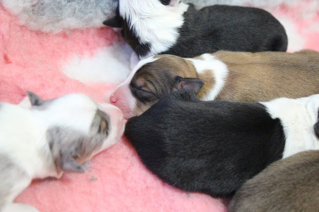 子犬たちがピンクの毛布の上で眠る様子.