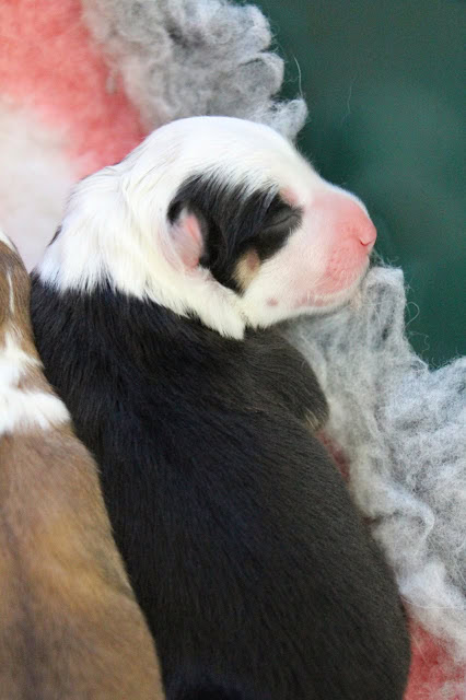 新生児の子犬、白と黒の毛並み、かわいい寝顔.