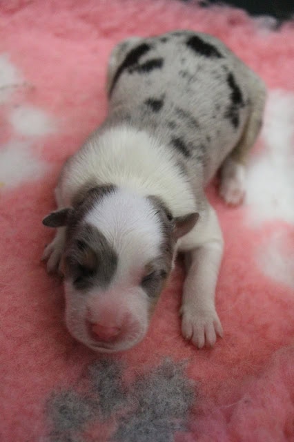 白と黒の斑点模様の子犬が寝ている写真.