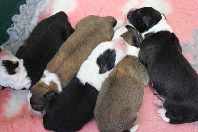 子犬のかわいい群れがピンクの毛布の上に集まっています。.