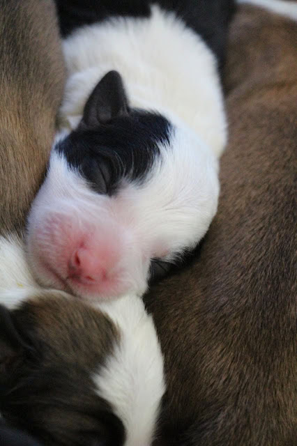 かわいい子猫の寝顔と毛並みの詳細.