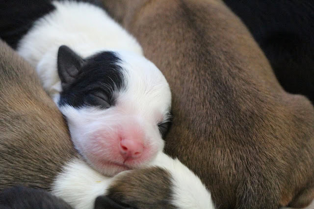新生児の子犬が母犬に抱かれて眠る様子.