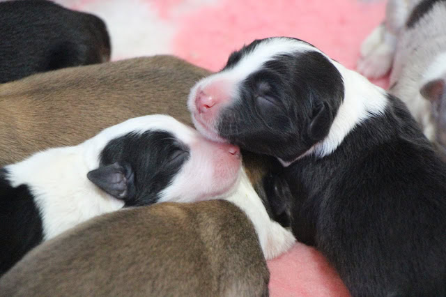 新生児の黒白の子犬たちが親犬と一緒に眠る様子.