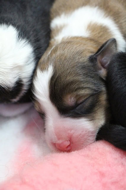子猫たちが仲良く眠るかわいい瞬間.