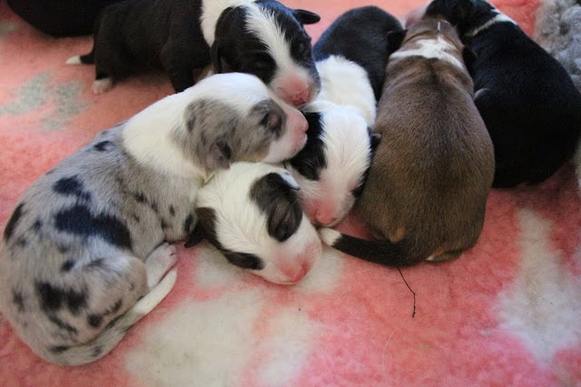 赤ちゃん犬のかわいいグループ写真.