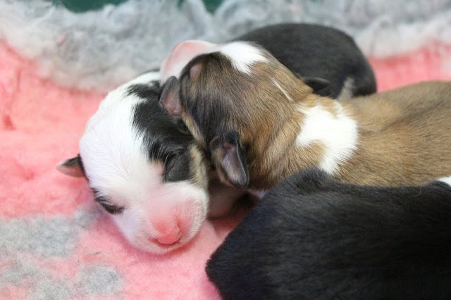 赤ちゃん犬たちが仲良く眠る姿.