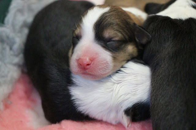 赤ちゃん犬が眠っているかわいい瞬間の写真.