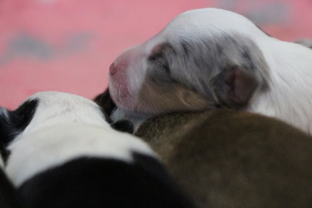 子犬たちが仲良く寄り添うかわいいシーン.