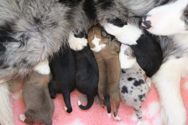 母親と子犬たちのかわいい親子の瞬間.