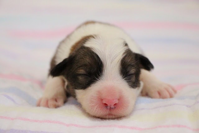 子犬のアップ写真、白と黒の毛色とピンクの鼻が特徴的です。.