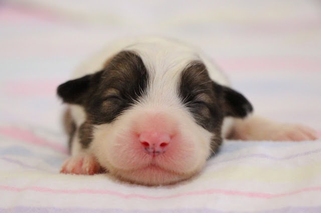 赤ちゃん犬のかわいい寝顔.
