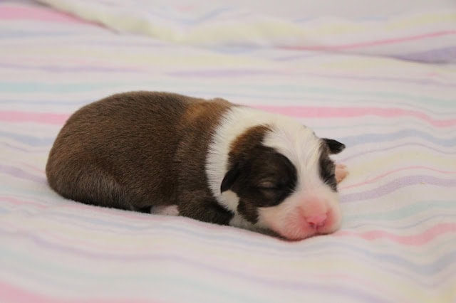 子犬のアップ写真、白と茶色の毛とピンクの鼻が特徴的です.