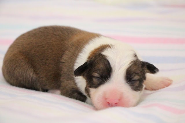 生後6日のシャネルっ子のかわいい子犬の写真です。.