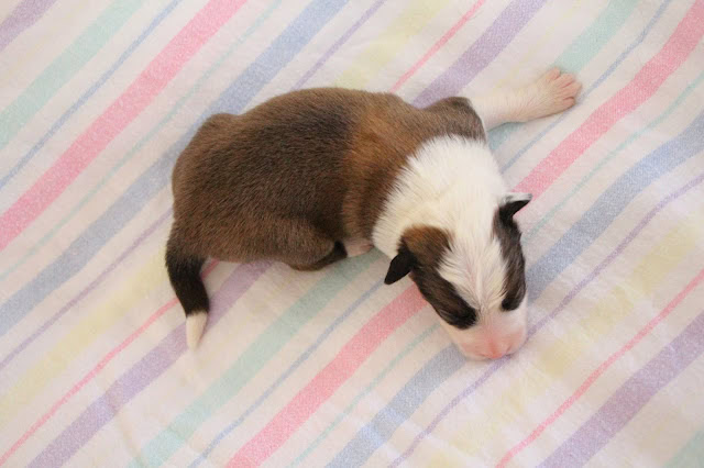 生後6日のシャネルっ子のかわいい子猫の写真です。.