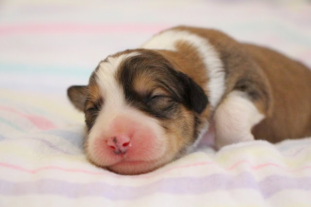 赤ちゃん犬の寝顔とかわいい表情.