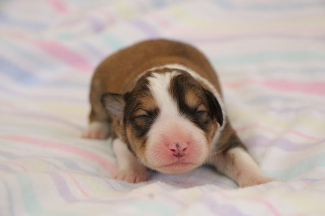 子犬の生後6日目のかわいいシャネルっ子の写真です。.