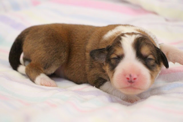 子犬の寝ている姿の画像です。.