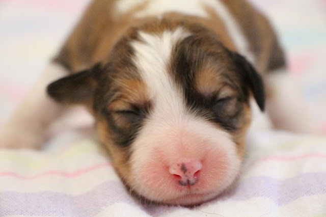 子犬のかわいい寝顔と毛並みの詳細.