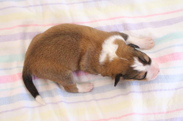 子犬が眠っている様子を捉えた画像です。.