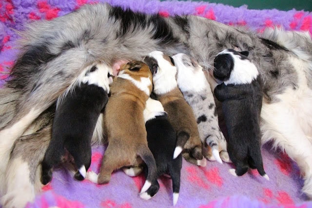 母犬のそばで眠る子犬たちのかわいい姿.