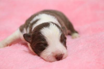 生後1週間のダイアナっ子のかわいい子犬です。.