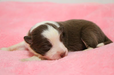 生後1週間のダイアナっ子のかわいい子犬が眠っています。.