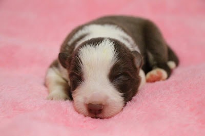 生後1週間のダイアナっ子の子犬が眠っています。.
