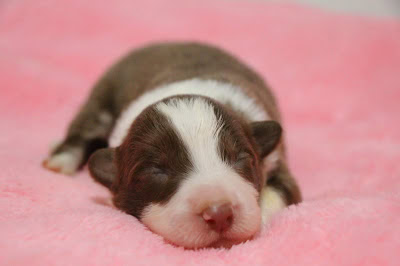 生後1週間のかわいいダイアナっ子の赤ちゃん犬が眠っています。.