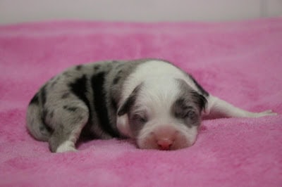 子犬が眠っている可愛らしい姿.