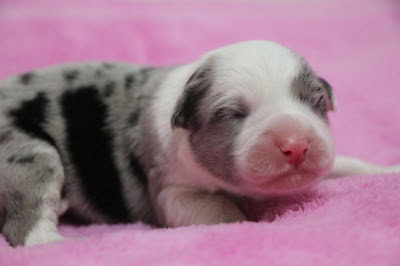 子犬が眠っている様子.