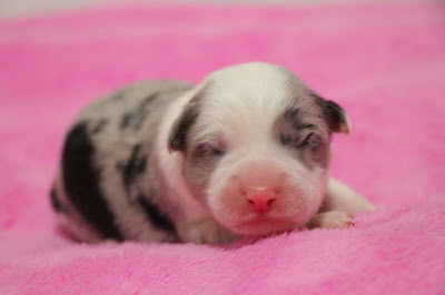 子犬の寝顔と模様が特徴的なミニチュアダックスフンドの赤ちゃん.