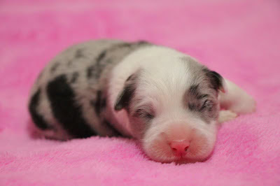 子犬のかわいい誕生シーンを捉えた画像です。.