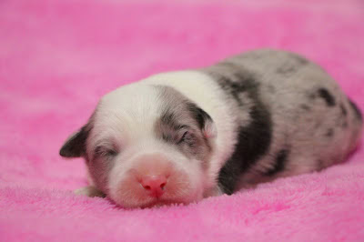 子犬がピンクの毛布の上で眠っている様子.