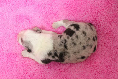 子犬のダルメシアンがピンクの毛布の上で寝ている様子.
