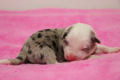 子犬がピンクの毛布の上で眠る様子.