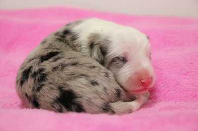 子犬のマーブル模様とピンクの鼻が特徴的な新生児.